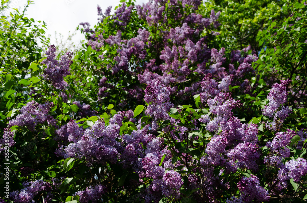 lilac bushes in spring, bright flowers lilac bushes in spring, bright flowers