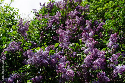 lilac bushes in spring  bright flowers