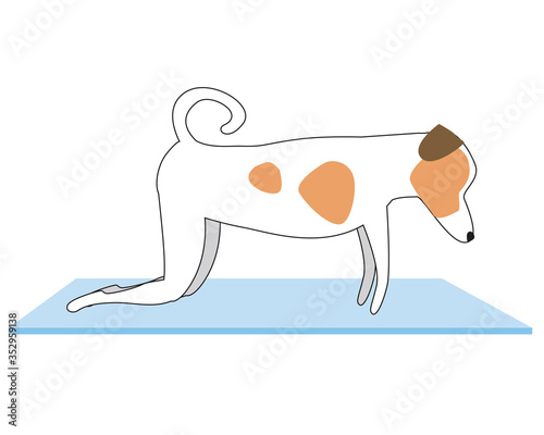 Jack russell terrier doing yoga on mat and isolated on white background, outline vector stock illustration with character or dog doing asana Sahaja Purvottanasana