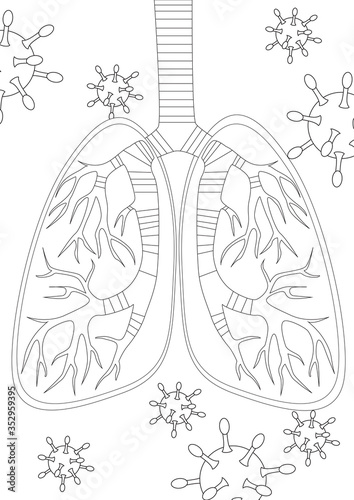 Bronchi or lungs as a respiratory organ, outline or linear vector stock illustration as a concept of pneumonia during a virus