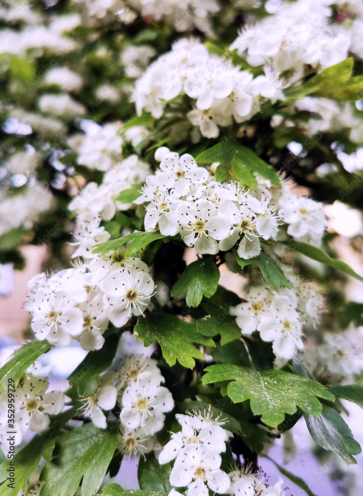 Beautiful spring flowers in bloom. Concept of environment care and ecology. Wonderful natural beauty. Spring coming. Beautiful spring flowers in bloom. Concept of environment care and ecology. Wonderful natural beauty. Spring coming.