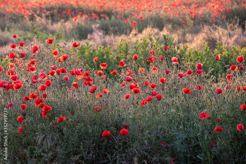 Meadow with red Poppy flowers in early summer