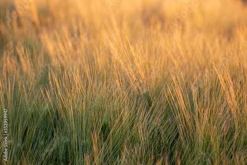 Green-yellow ears of triticale in the field