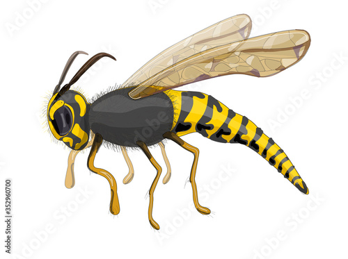 Stock vector illustration. The fluffy wasp is drawn in close-up, foreshortening-  in profile. Drawing is isolated on a white background.