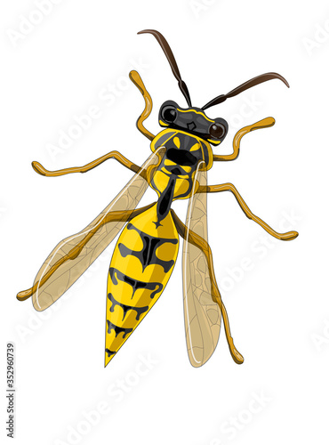 Stock vector illustration. A wasp is drawn close-up. The illustration is isolated on a white background.