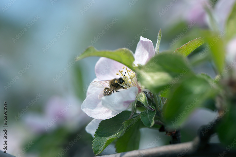 Bee on apple blossom.Honeybee collecting pollen at a pink flower blossom Bee on apple blossom.Honeybee collecting pollen at a pink flower blossom