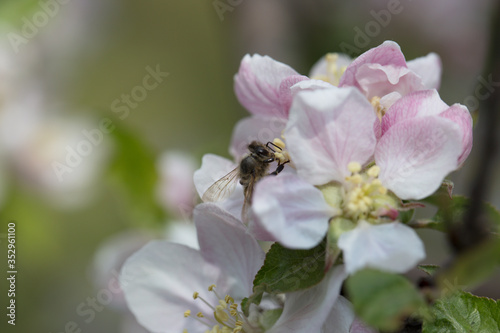 Bee on apple blossom.Honeybee collecting pollen at a pink flower blossom