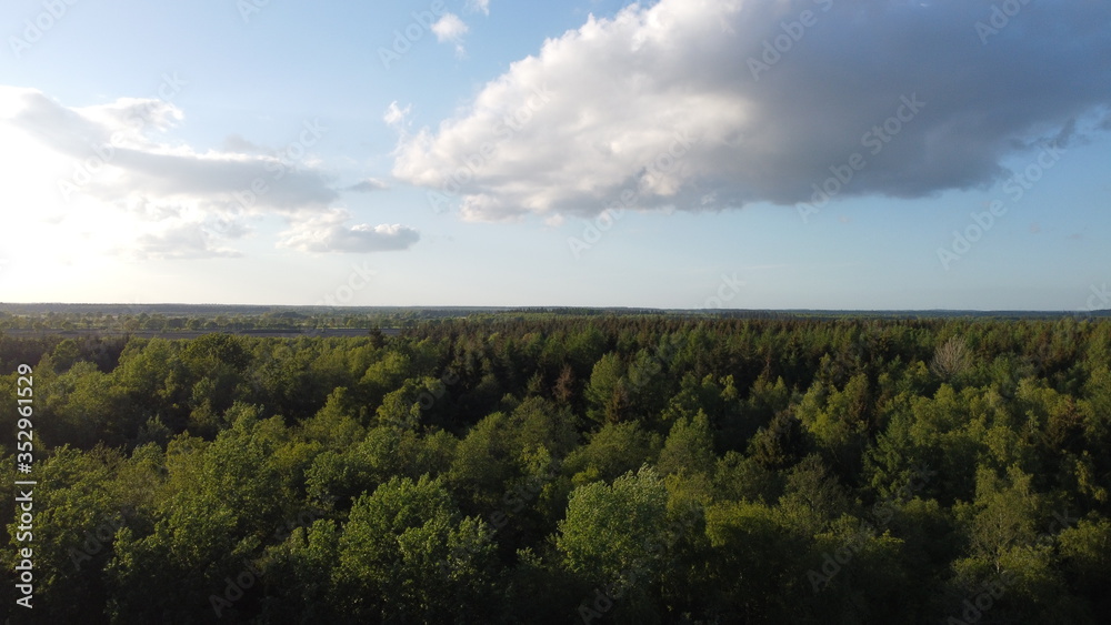 Fototapeta premium Wald blick 