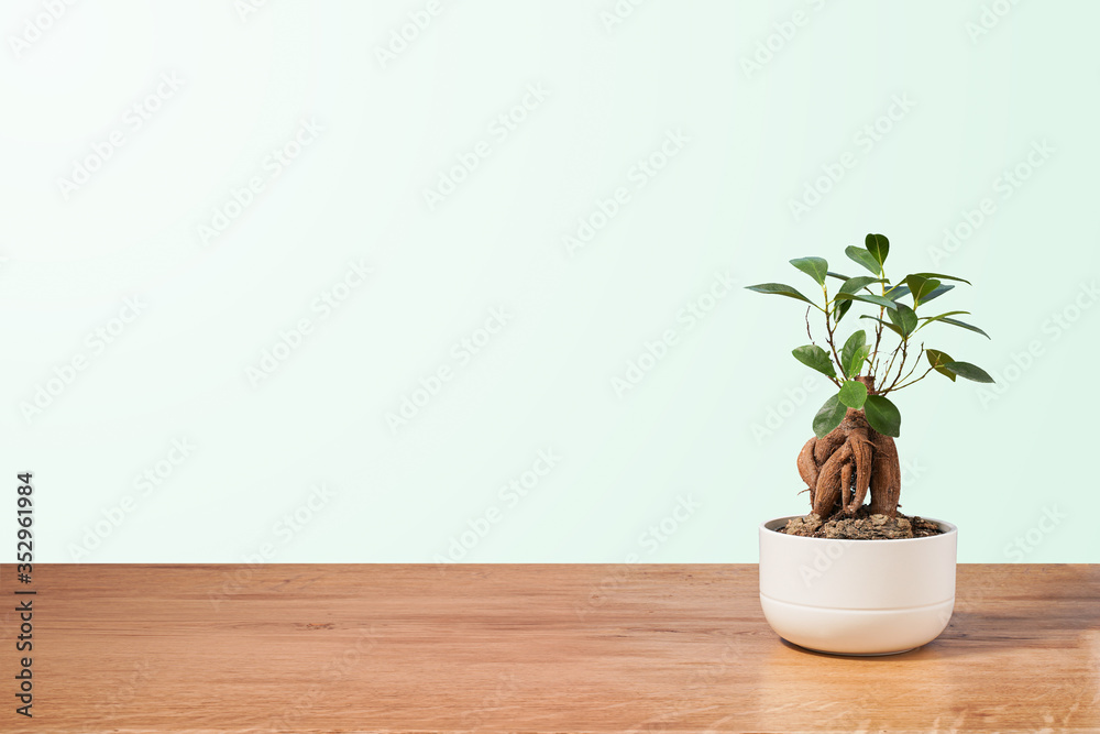 Bonsai pot on wood table, pastel blue background. trendy summer concept, banner background with copy space. Light at the top left, vintage 