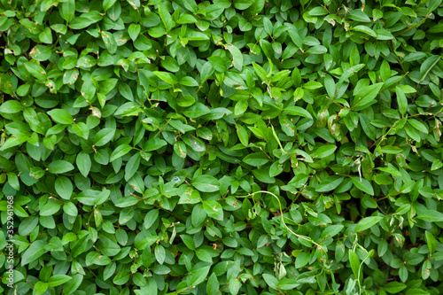 green leaves in garden