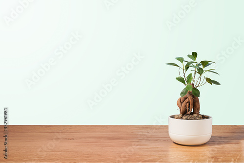 Bonsai pot on wood table  pastel blue background. trendy summer concept  banner background with copy space. Light at the top left  vintage 