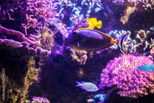 Fototapeta Naklejka Na Ścianę i Meble -  Akwarium Gdyńskie, ryby, żółwie, koralowce