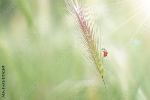 Ladybug on the grass. Ideal for banner. Flare in the upper right. Warm light.Luck concept 