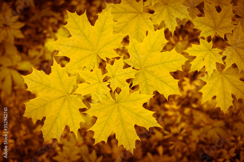 Yellow maple leaves on a young tree against the forest canopy. Natural background