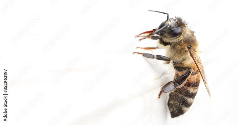 Bee after the rain on a white background, washes and cleans his body. Macro video.