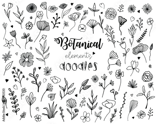 Sketch of floral elements for your design. Black hand-drawn floral and botany elements, floral doodles, set hand drawn floral elements. Illustration isolated on white background.