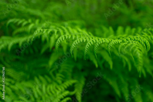 Green fern branch close-up with uniform lighting. Natural background.