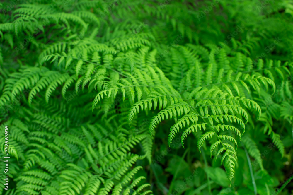 Green fern branch close-up with uniform lighting. Natural background. Green fern branch close-up with uniform lighting. Natural background.