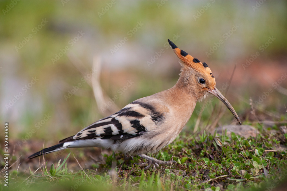 Eurasian Hoopoe (Upupa epops) bird in the natural habitat. Eurasian Hoopoe (Upupa epops) bird in the natural habitat.
