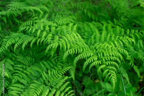 Green fern branch close-up with uniform lighting. Natural background.