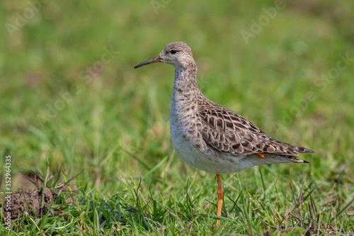 Ruff (Philomachus pugnax) bird in the natural habitat.