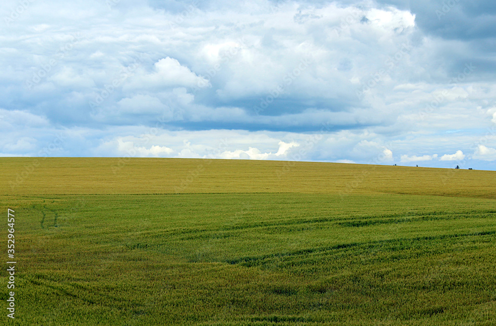 Summer landscape with fields under the blue sky.