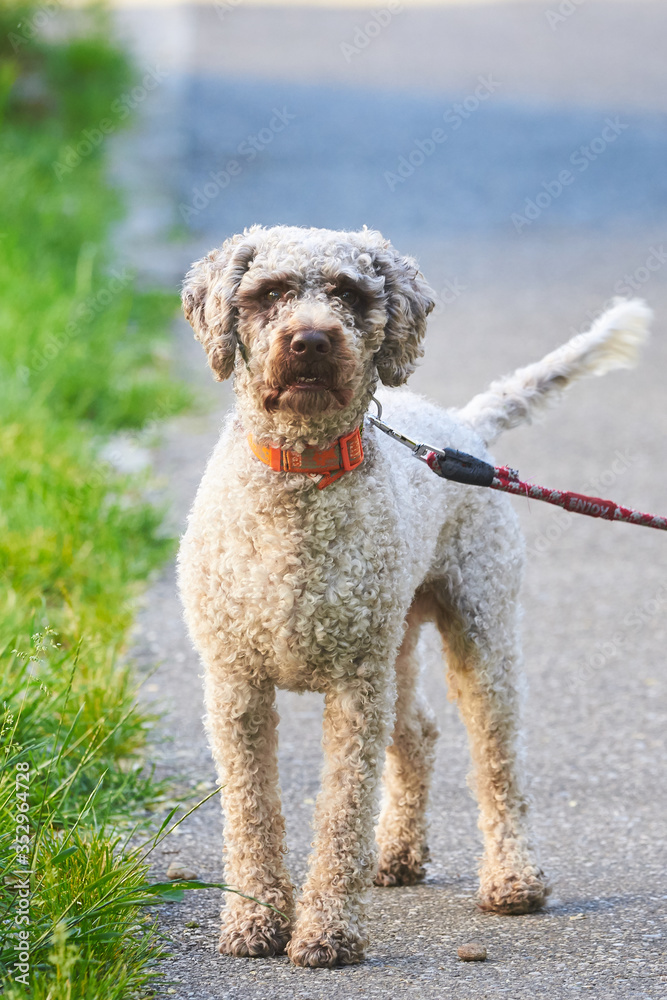 Dog walking in a leash (Lagotto romagnolo) Dog walking in a leash (Lagotto romagnolo)