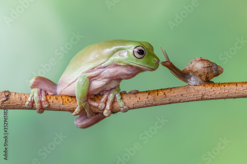Story about friendship of tree frog and snail © lessysebastian