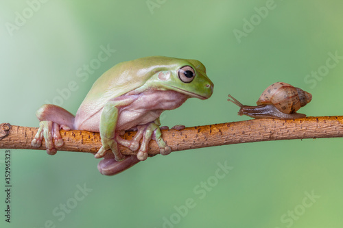 Story about friendship of tree frog and snail © lessysebastian