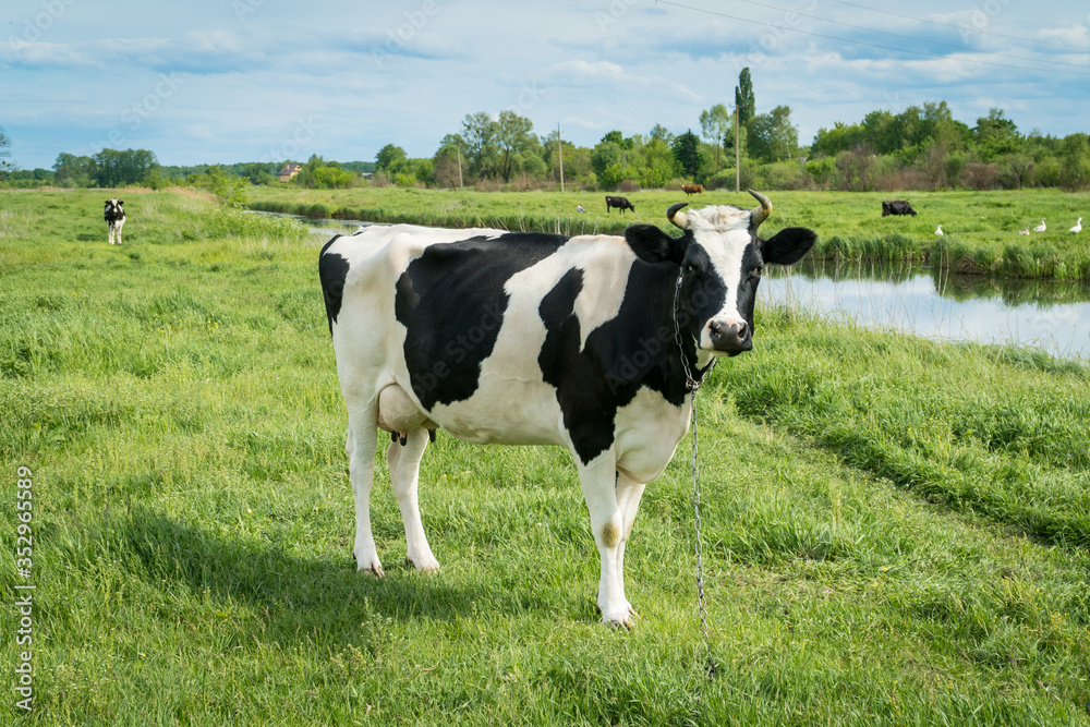 Free range milk cow on a pasture.