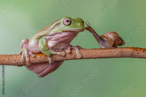 Fotografie, Obraz Story about friendship of tree frog and snail
