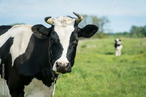 Free range milk cow on a pasture. © Volodymyr Herasymov