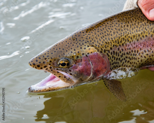 Releasing a wild Rainbow trout back into the river;