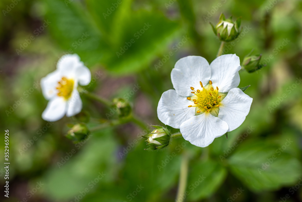 White strawberry blossom in the garden, close up. White strawberry blossom in the garden, close up.