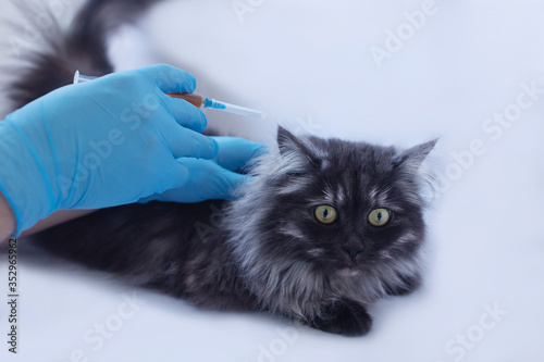 Fotografi veterinary clinic, cat given injection