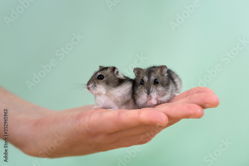 Closeup of two small funny miniature jungar hamsters sitting on a woman's hands. Fluffy and cute Dzhungar rats at home.