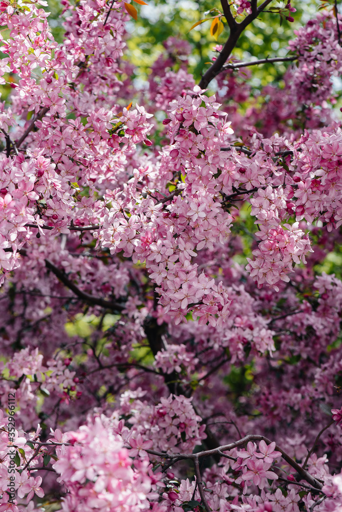 Beautiful, pink blooming Apple tree in the spring garden. Agricultural industry Beautiful, pink blooming Apple tree in the spring garden. Agricultural industry