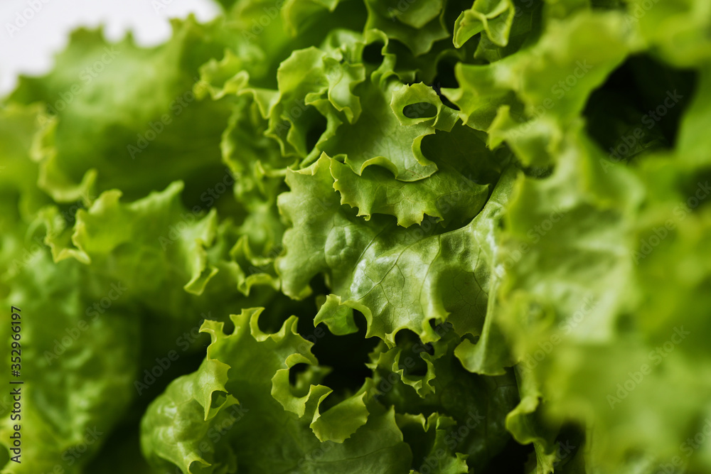 Fresh lettuce leaves - close up
