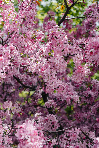 Beautiful  pink blooming Apple tree in the spring garden. Agricultural industry