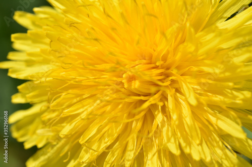 Macro shot of a yellow dandelion flower.