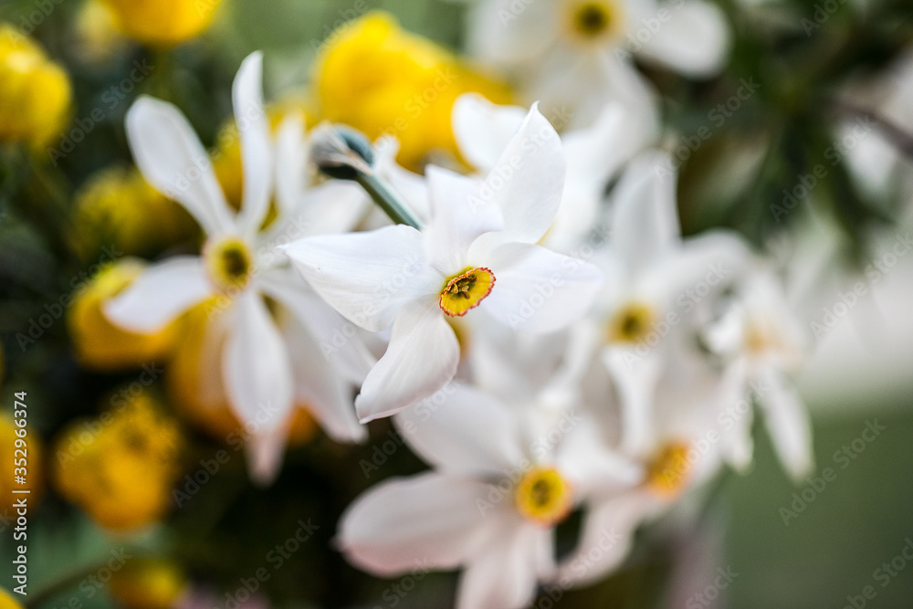 white and yellow spring flowers Narcissus 
