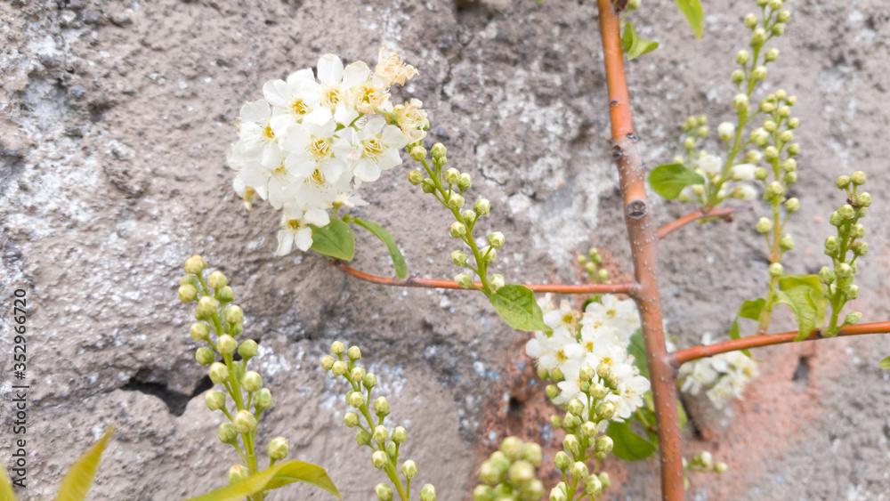 A twining branch and flowers against a stone wall. White small flowers. Spring in the city. Selective focus