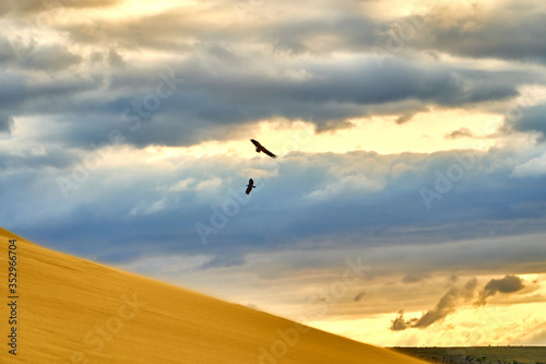 Yellow desert. Sand dunes. Blue sky and white clouds. Birds at sunset. Mountains of sand. The multi-colored sky. Feather clouds. © Vladimir