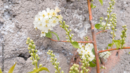 Obraz na płótnie A twining branch and flowers against a stone wall. White small flowers. Spring in the city. Selective focus w salonie