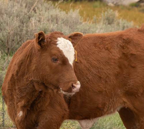 A young calf walking in a Wyoming pasture in the spring.