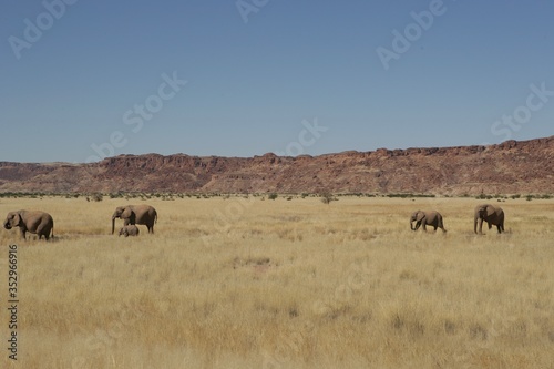 Five elephants walking in the bush, Namib desert, Namibia