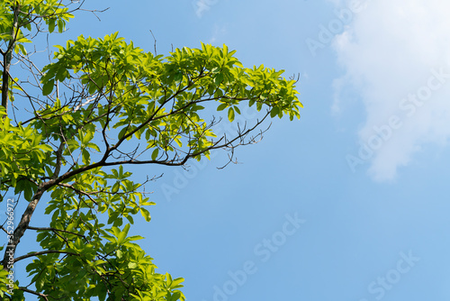 The new leafy tree  the background is sky