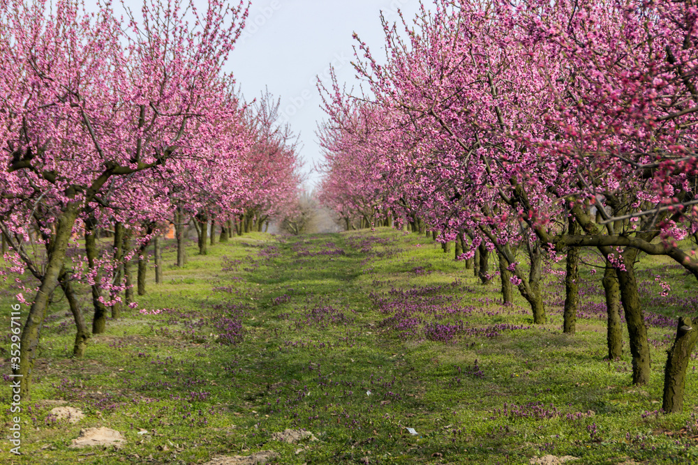 blooming cherries in the orchard on a sunny spring day orchard blooming cherries in the orchard on a sunny spring day orchard