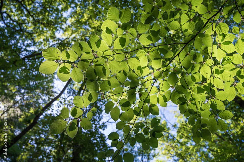 Fototapeta premium Von Sonne angestrahlte Blätter einer Buche in einem Wald