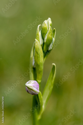 Bee orchid wild flower, ophrys apifera, flower bud not opened © Anders93